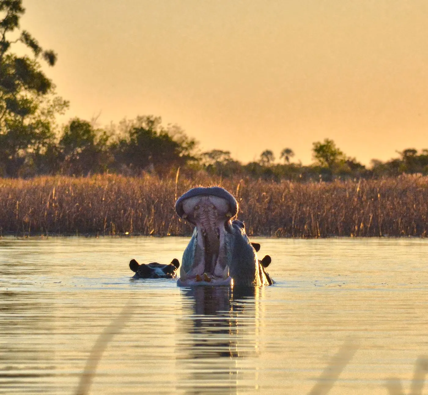 A hippo half-submerged in the still water of the delta