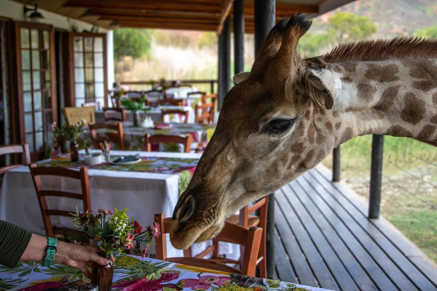 A giraffe approaching a lodge dining deck laid for a meal