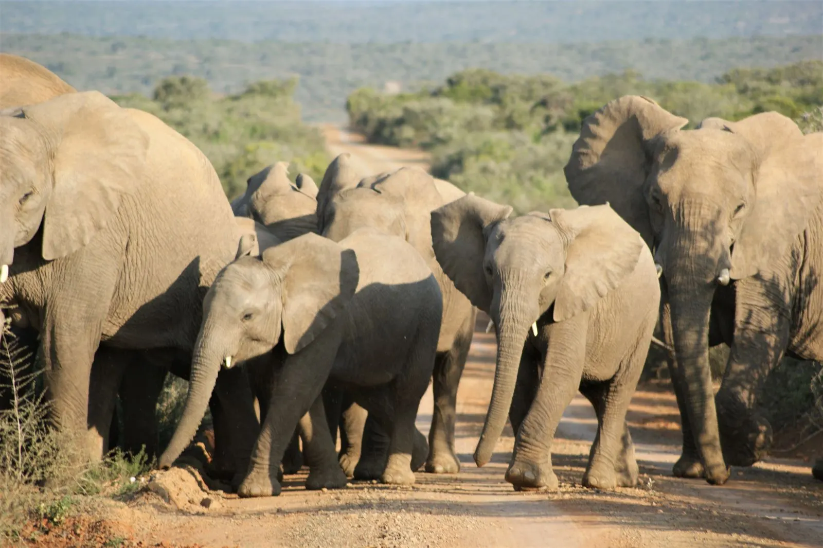 An elephant herd moving across open plains