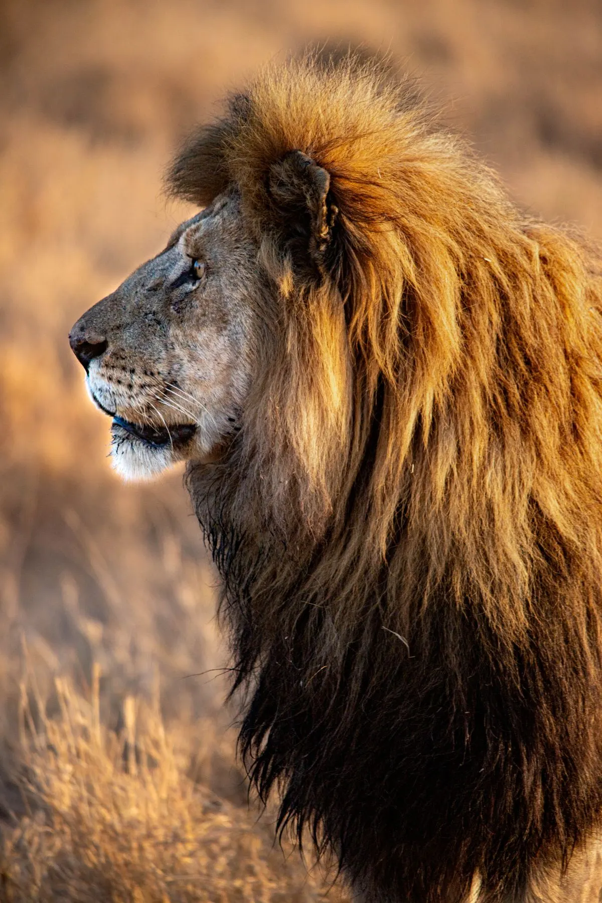 A male lion in profile, mane lit low