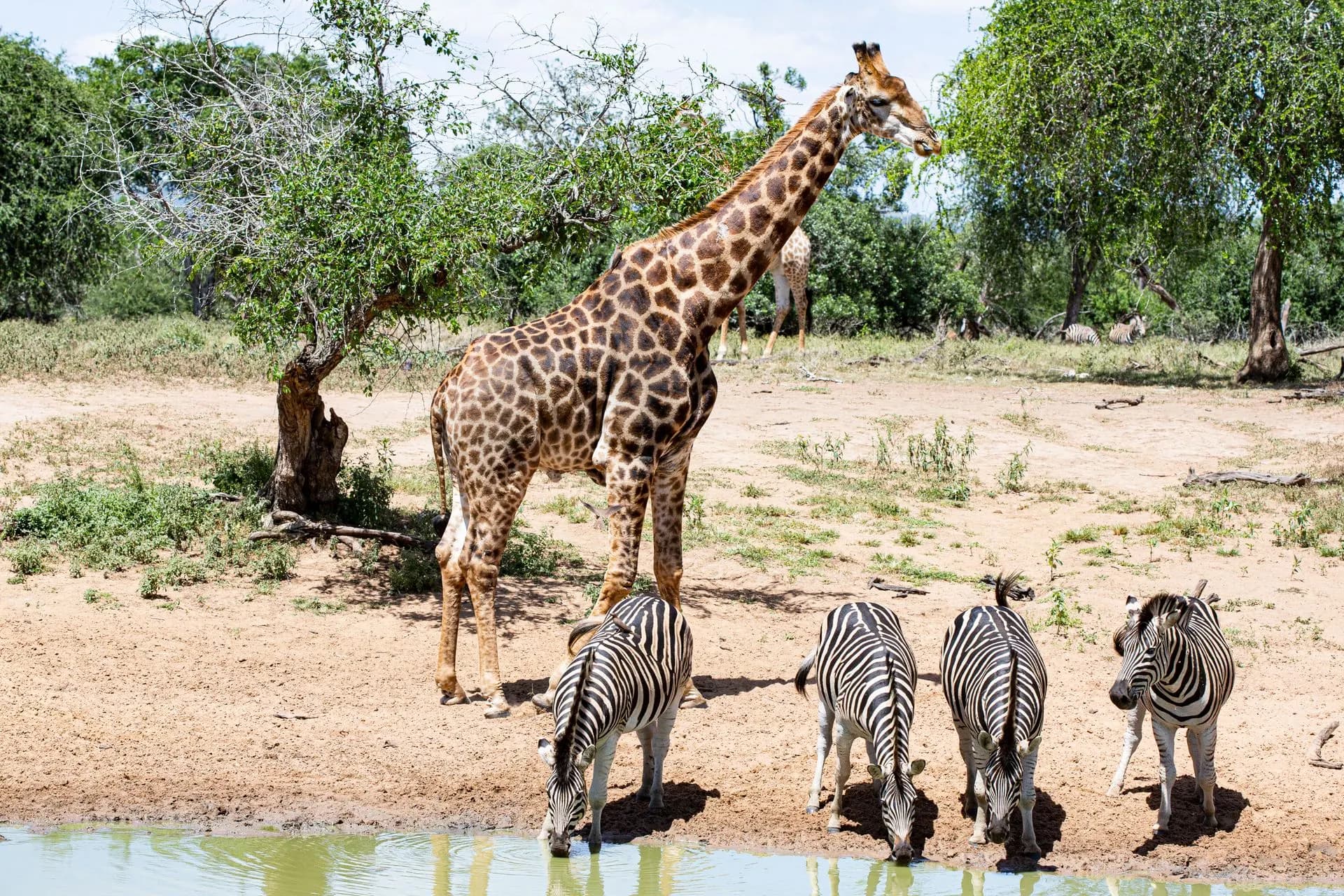 A giraffe and zebras gathered near a waterhole outside Nairobi