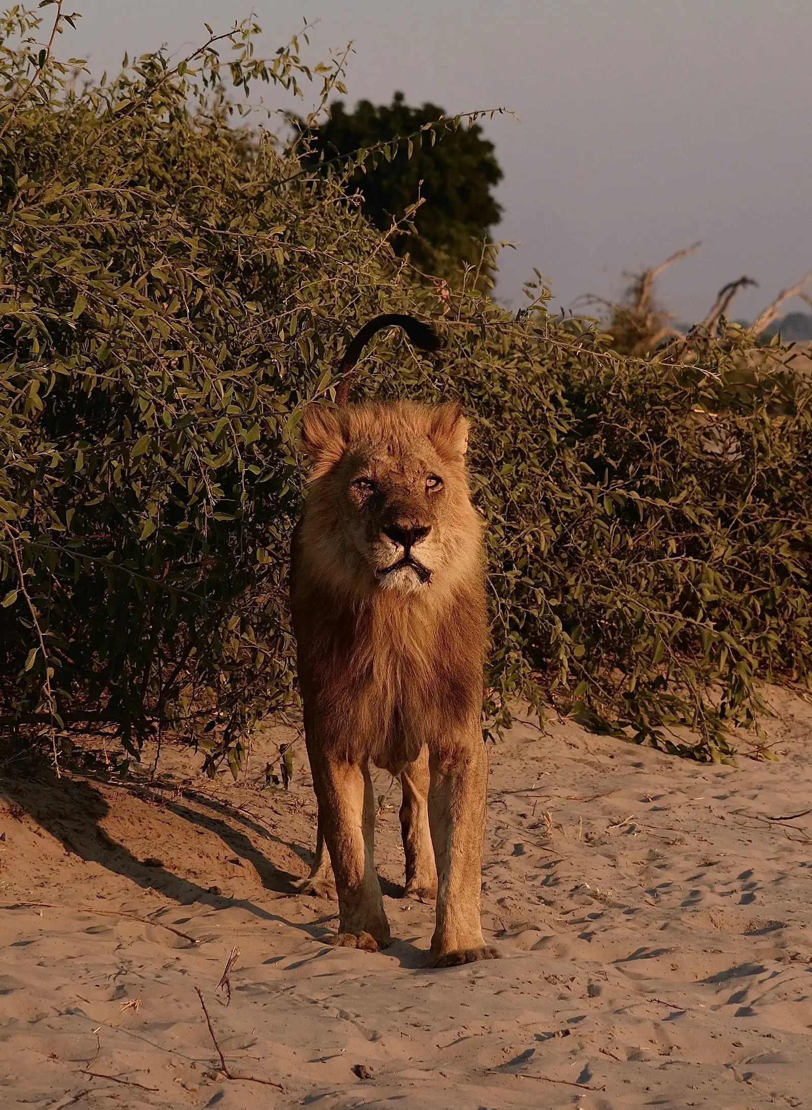 A lion at rest in the golden light of the Masai Mara