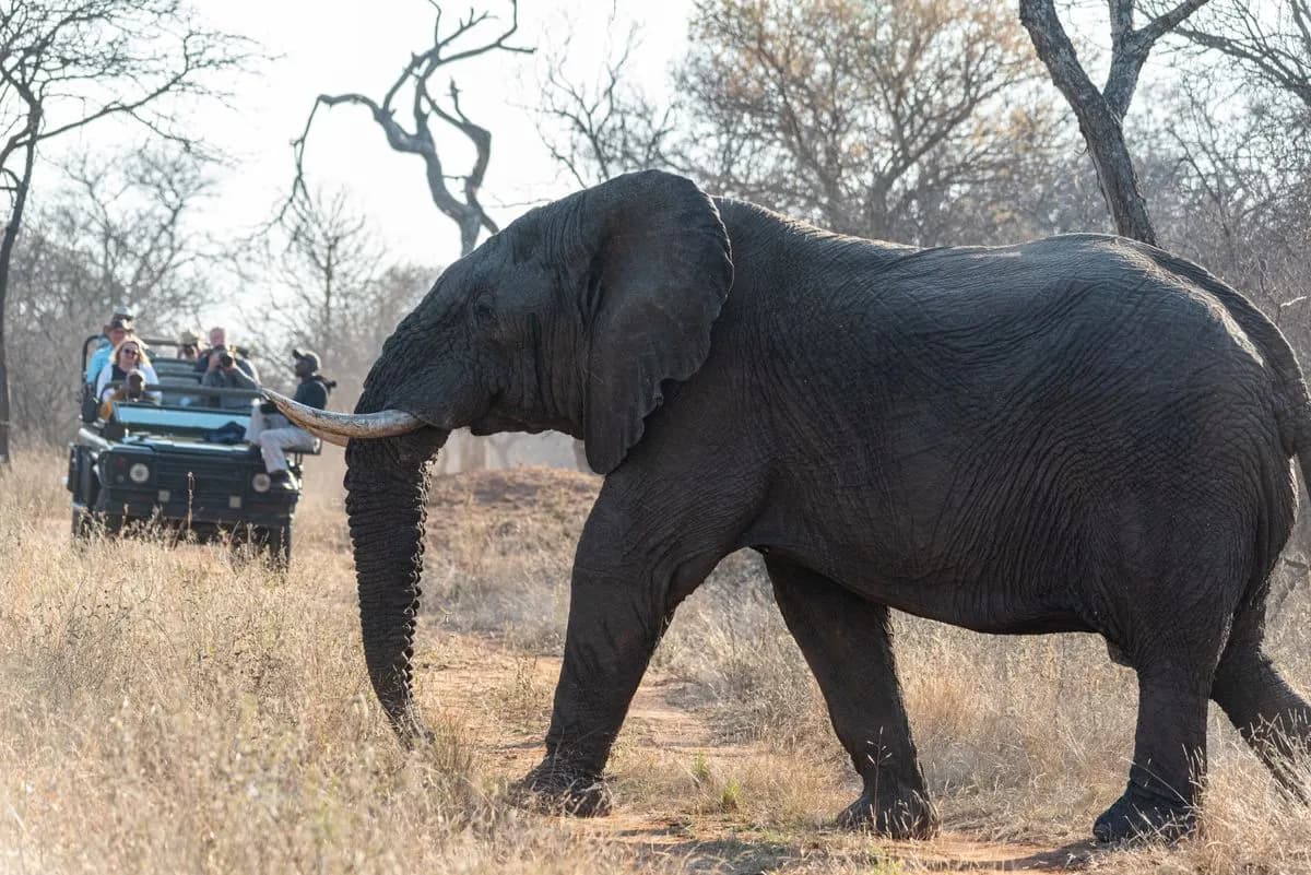 An elephant close to a stationary safari vehicle of guests