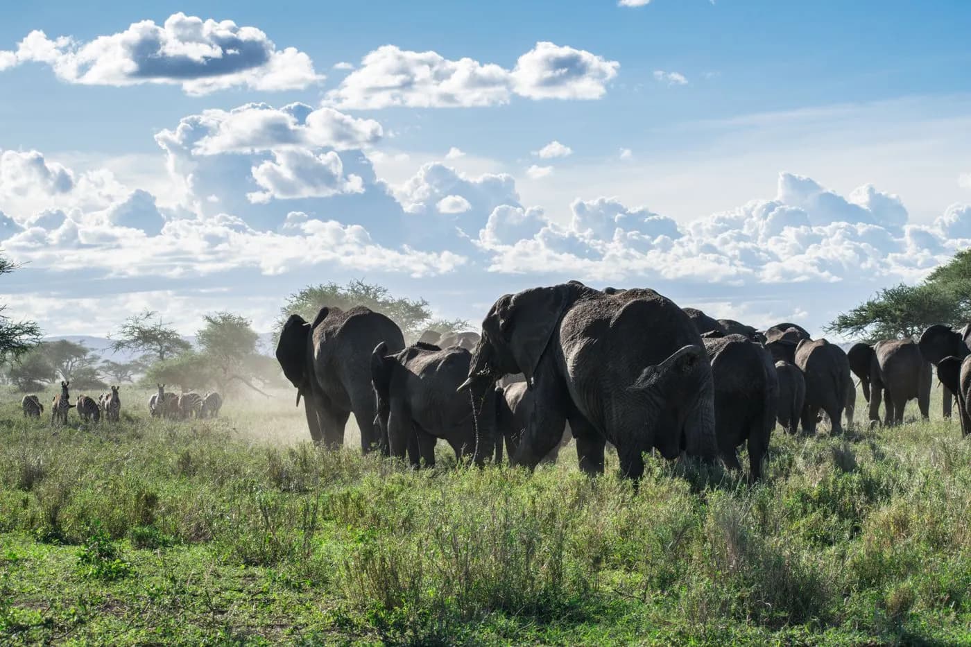 A herd of elephants crossing open grassland in soft light