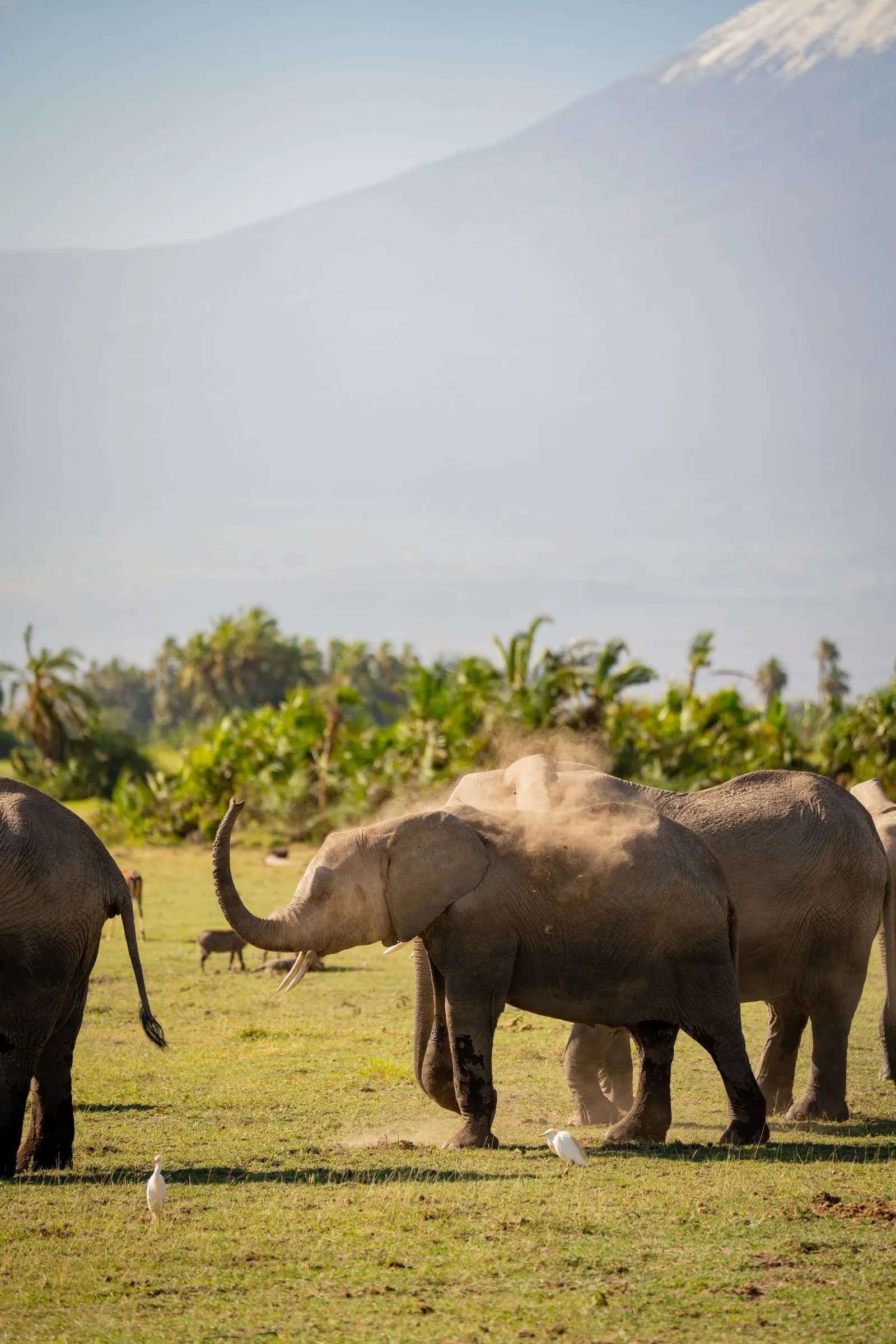 Rhinos grazing on the crater floor of Ngorongoro