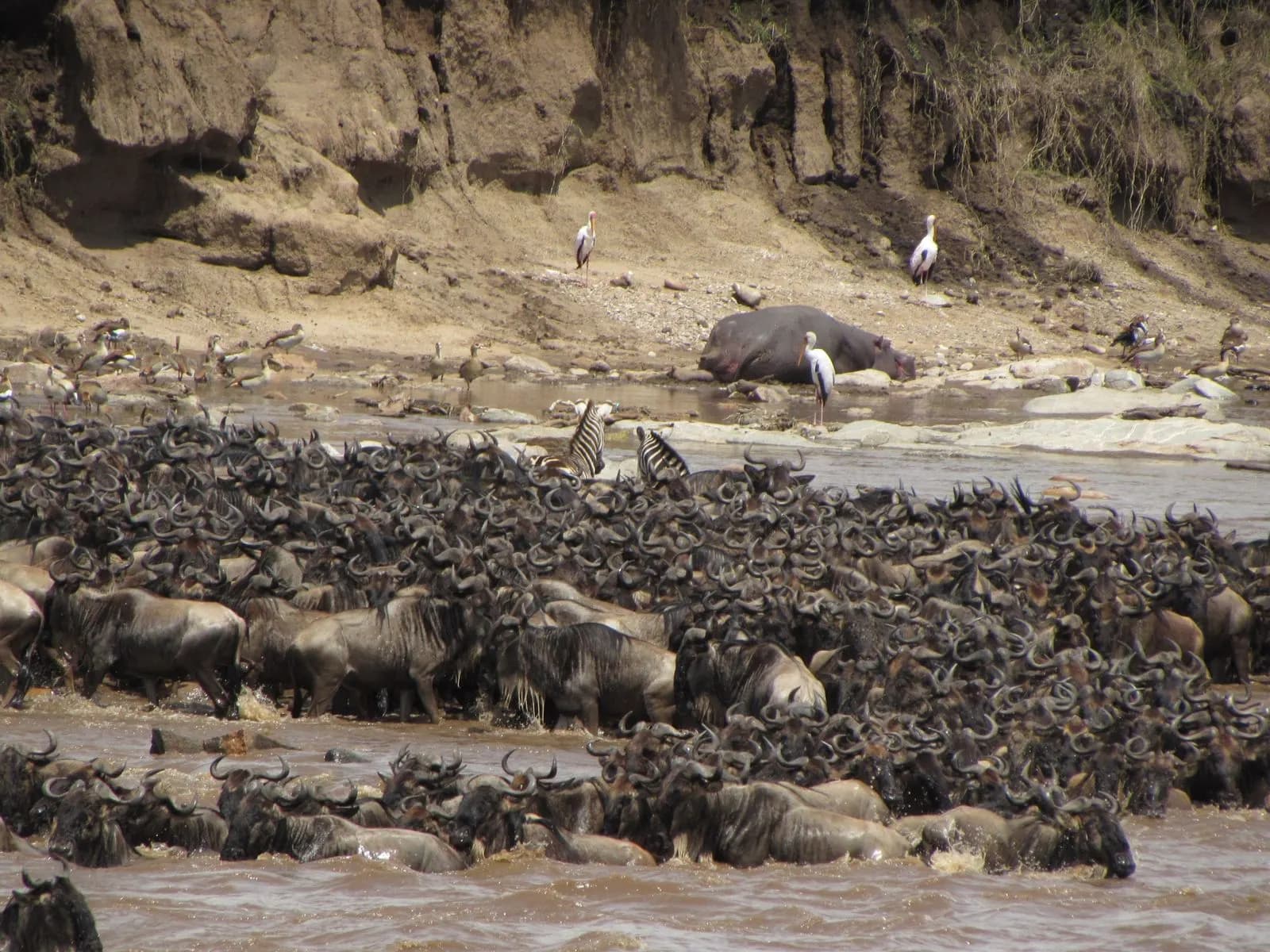 Wildebeest massing on the plains during the migration