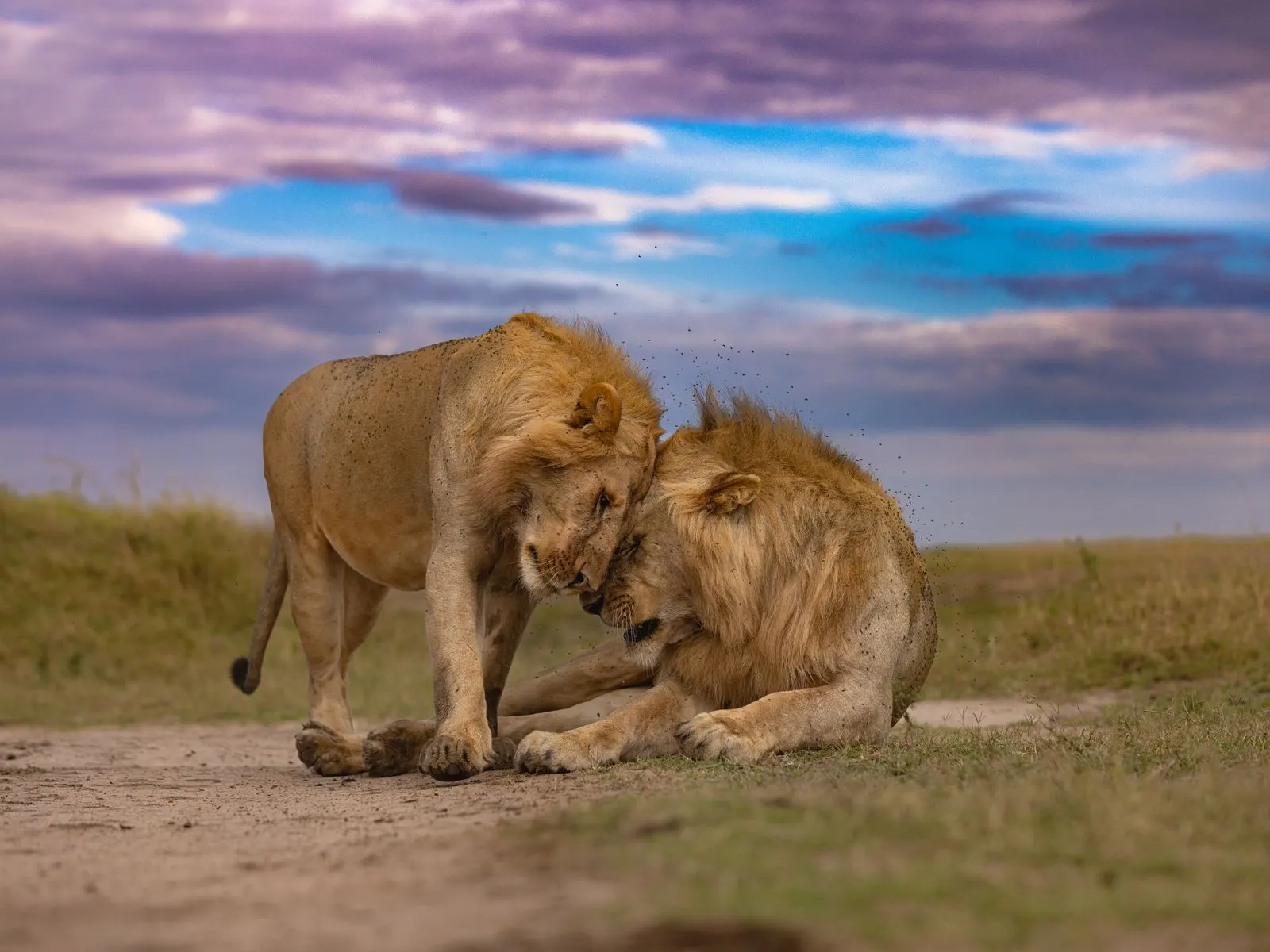 Two male lions resting on the open plains