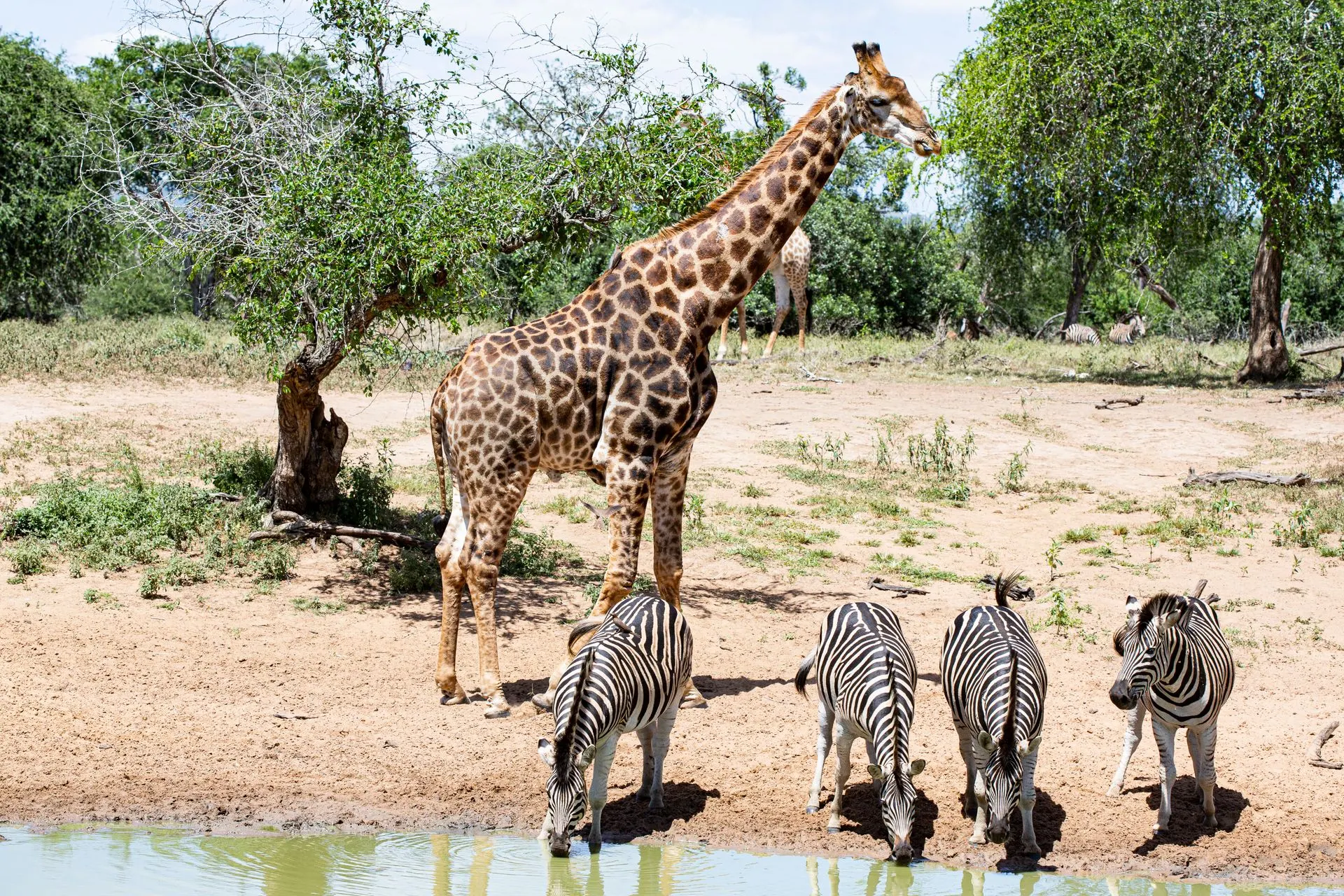 Giraffes and zebras gathered at a savanna waterhole