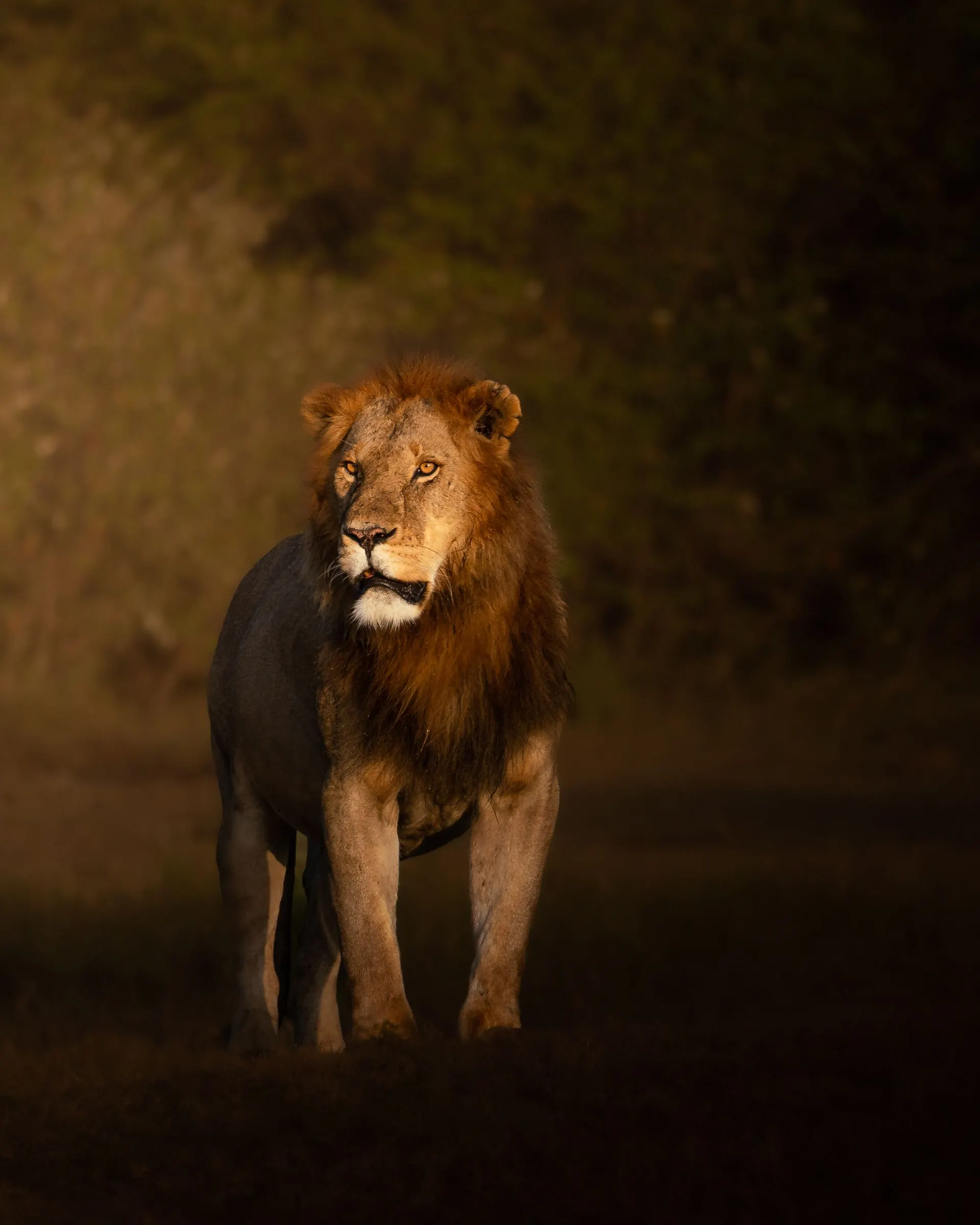 A lion walking through long grass in the last light