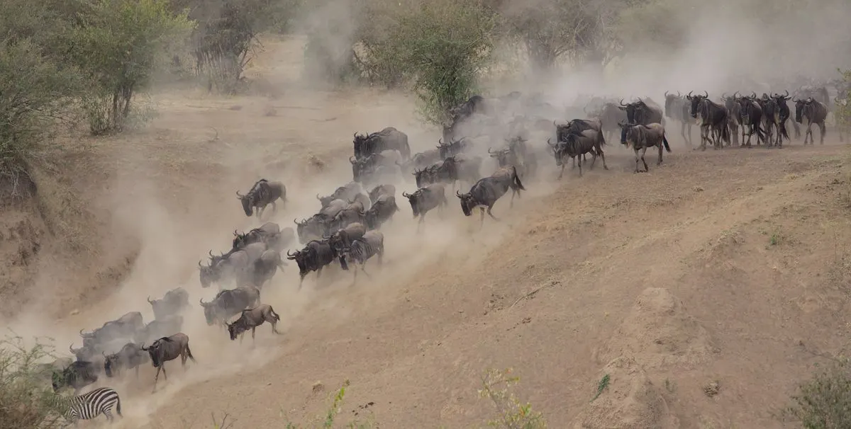 A column of wildebeest raising dust as it moves across the plains